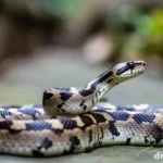 Dreaming of a Talking Snake: What It Means Dreaming of a Talking Snake What It Means